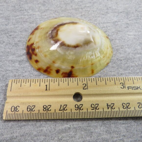 Collection of REAL Sea Shells in plastic star fish dish (over 1 pound) - Picture 3 of 12